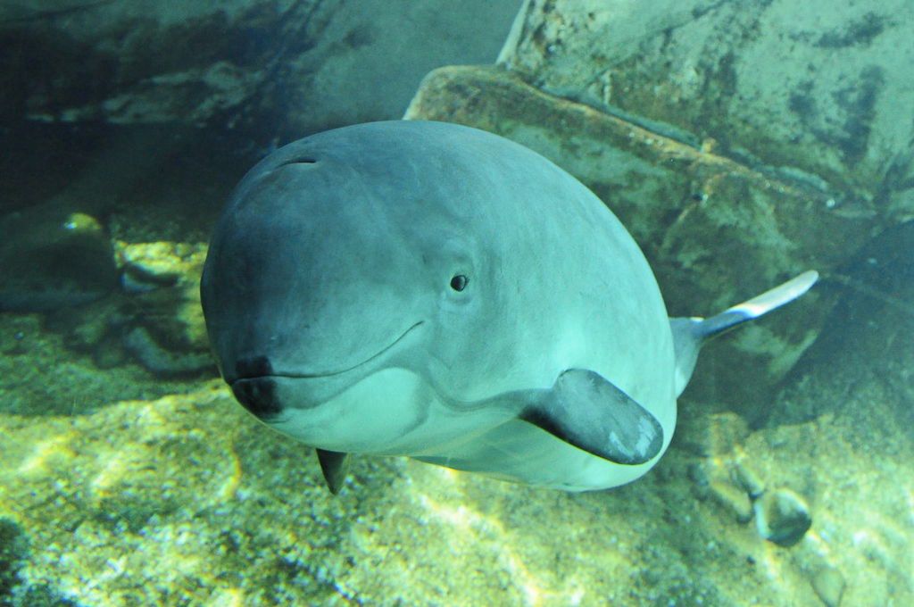 Mysterious North Sea holes: Porpoises involved