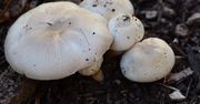 Od takich pieczarek trzymaj się z daleka. Ich smrodek to najmniejszy problem