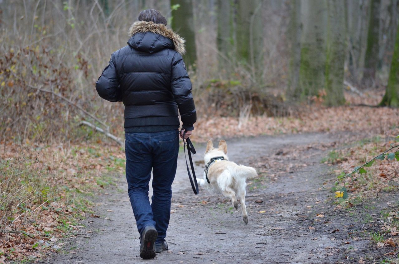 Jak przygotować się na wycieczkę w góry z psem. Poradnik dla właścicieli czworonogów