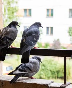 Połóż na balkonie. Gołębie będą omijać szerokim łukiem