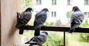 Połóż na balkonie. Gołębie będą omijać szerokim łukiem