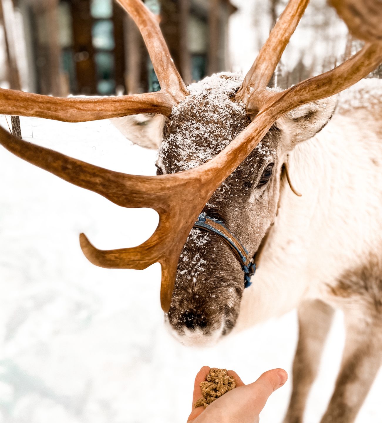 Renifery to nie tylko atrakcja, ale i symbol Laponii.