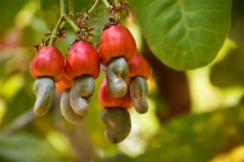 Najbardziej trująca roślina roku 2025