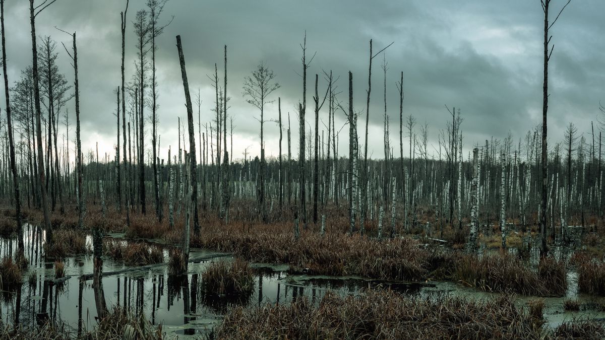 Co znaczy słowo "rojst"?