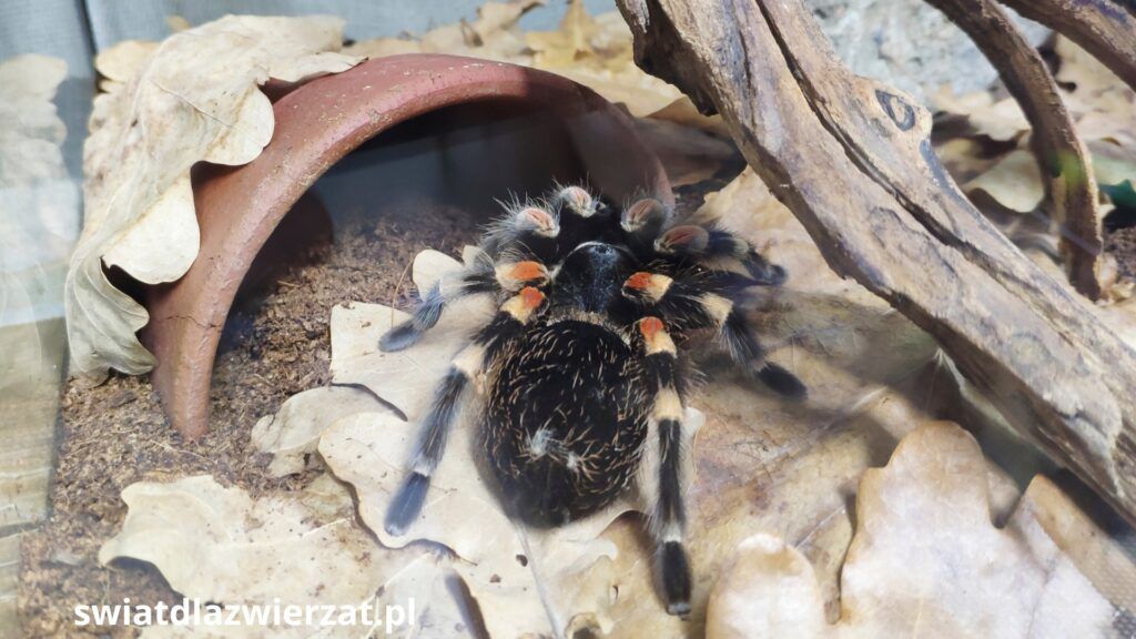 Terrarystyka ptasznik tarantula