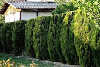 Tuje to wciąż popularny wybór. Ile kosztują i jakie wybrać, by nie żałować?