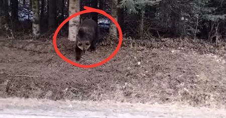 Nagle wyłonił się z lasu. Leśnik stał i nagrywał