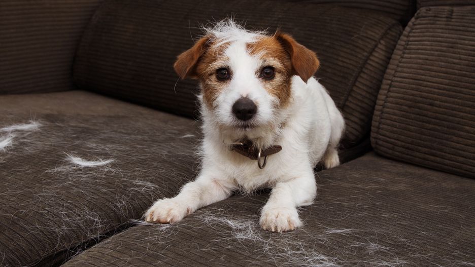 FURRY JACK RUSSELL DOG, SHEDDING HAIR DURING MOLT SEASON PLAYING ON SOFA.
SMRM1977
dog, shedding, molt, season, sofa, hair, furry, annual, spring, playful, furniture, messy, furry, animal, pets, canine, mammal, mascot, puppy., humor, funny, playing, cute, domestic, domestic life, home, during, terrier, jack russell, small, mischief, allergic, grooming, brush, dog hair, care, clean, breed, healthcare, hygiene, adult, hairbrush, picture