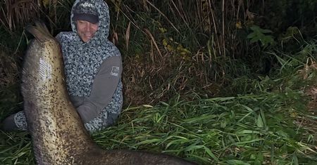 Sum gigant w Poznaniu. "Tę rybę już znam"