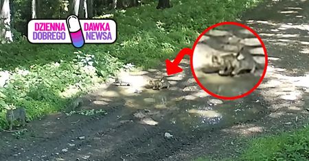 12:30 w głębi lasu. Spójrzcie, co się nagrało. Leśnicy w euforii