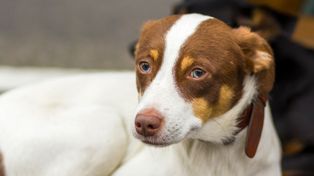 81 psów i kotów czeka na adopcję w Przylasku. Cztery zwierzęta pilnie potrzebują domu