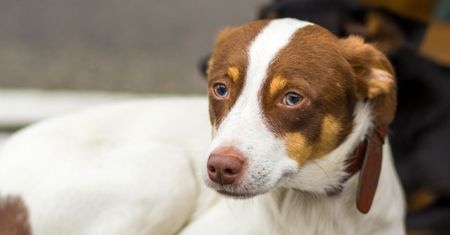 81 psów i kotów czeka na adopcję w Przylasku. Cztery zwierzęta pilnie potrzebują domu
