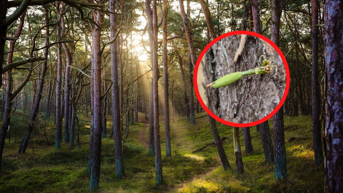 Modliszka w jednym z bydgoskich lasów