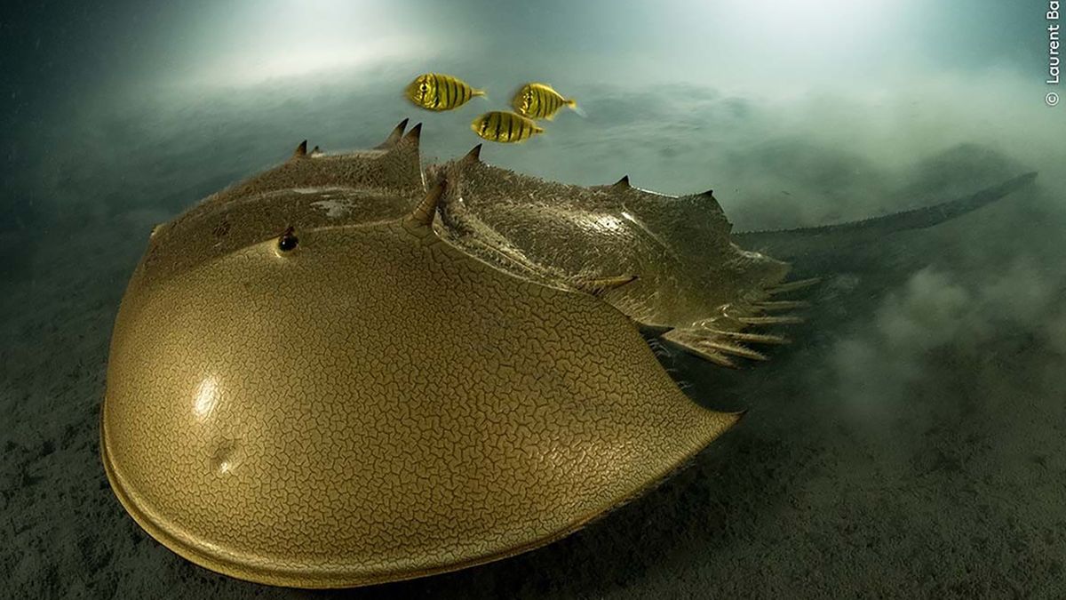 Zdjęcie mieczogona zajęło I miejsce w całym konkursie.