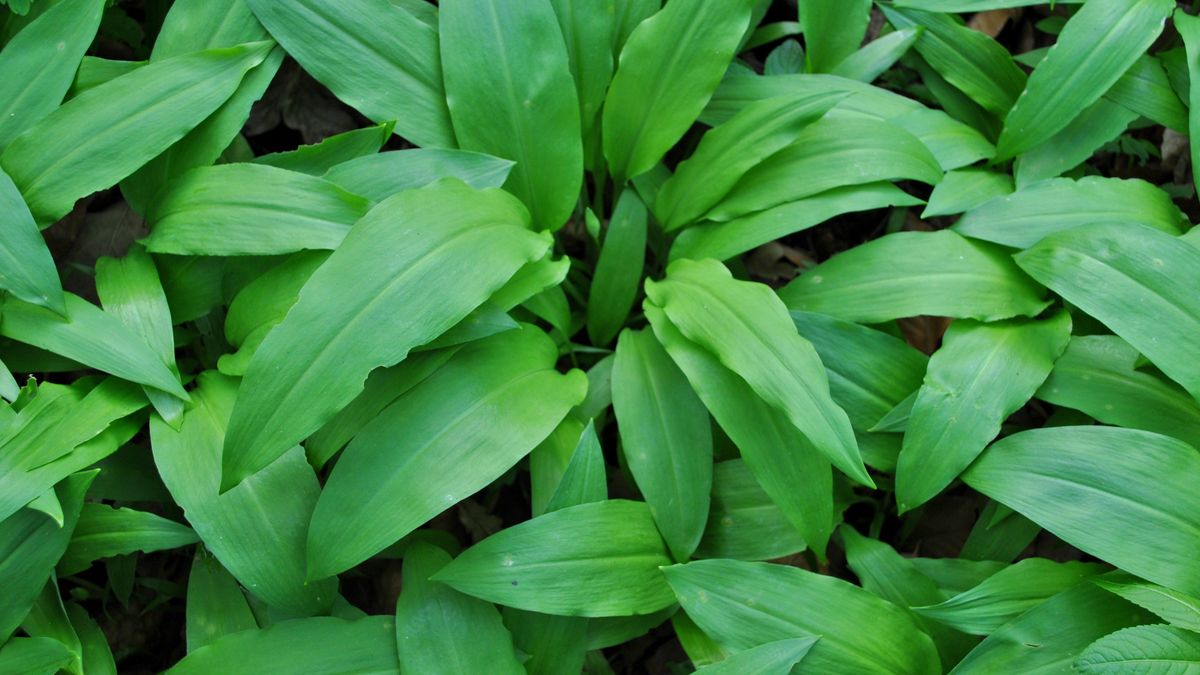 Czosnek niedźwiedzi
