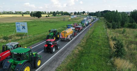 Agrounia znów protestuje. Dramat producentów wieprzowiny