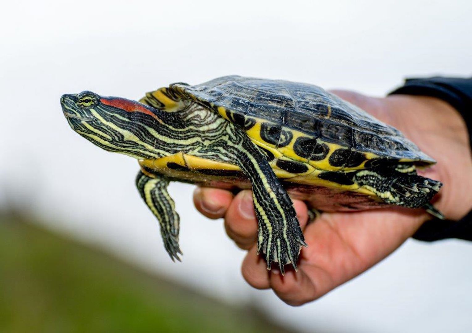 Żółw ozdobny (Trachemys scripta)