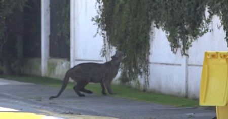 Dzika puma w Chile. Kolejny taki przypadek na ulicach Santiago