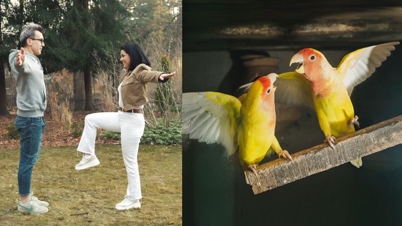  Papużki nierozłączki, które wyglądają jak "Kurzopki"