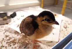 Warszawa. Nowy maluch w stołecznym zoo. To paw kongijski