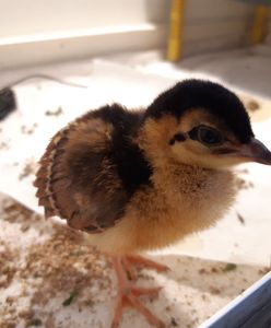 Warszawa. Nowy maluch w stołecznym zoo. To paw kongijski