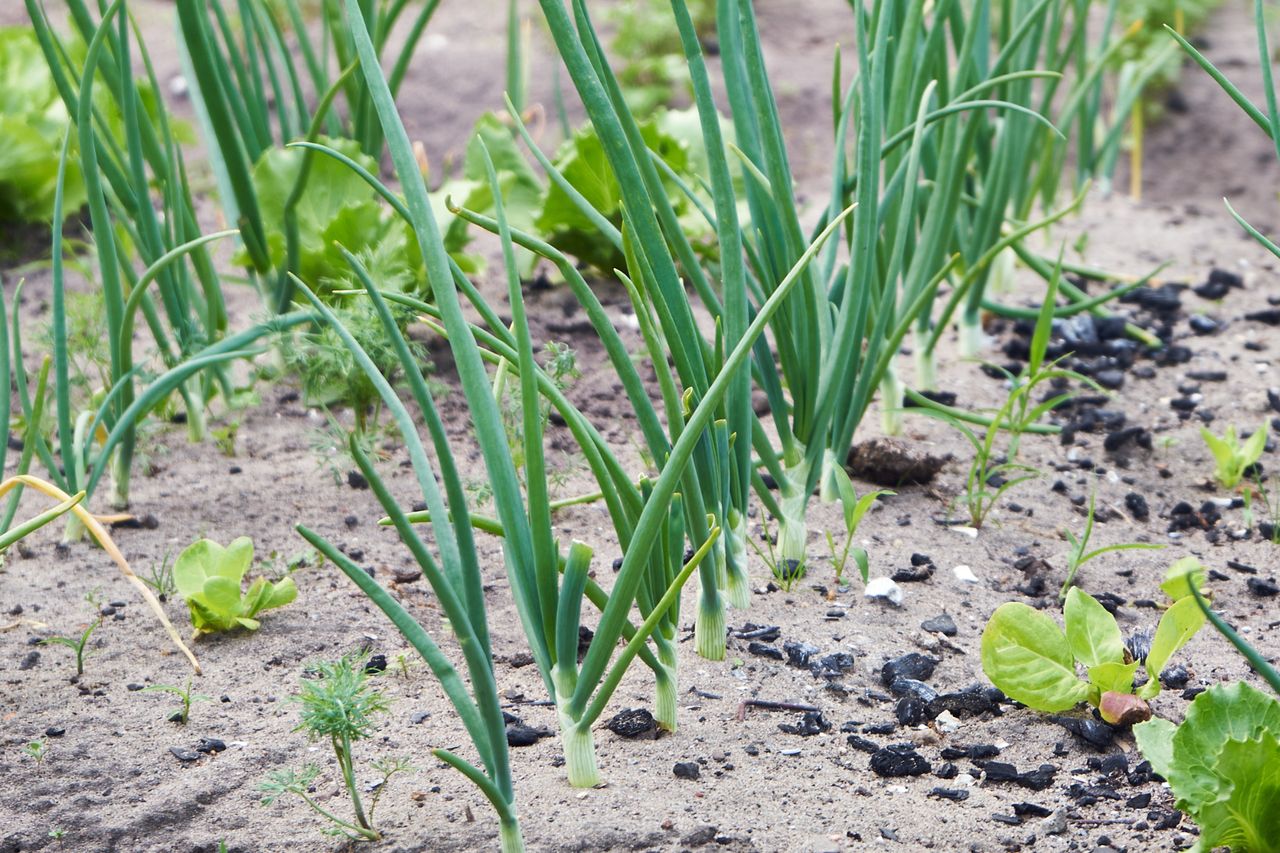 Cebulę sadzę tylko w ten sposób. Każda rośnie duża, soczysta i szybko nie gnije