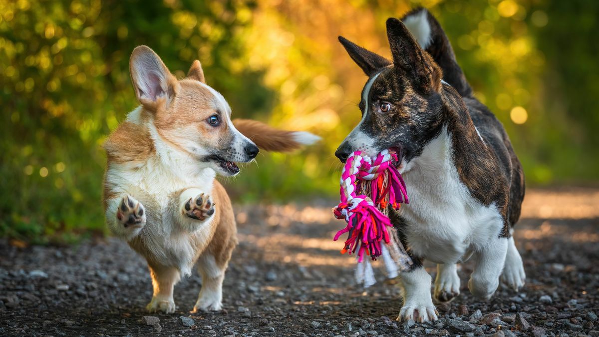 Rejestr psów i kotów