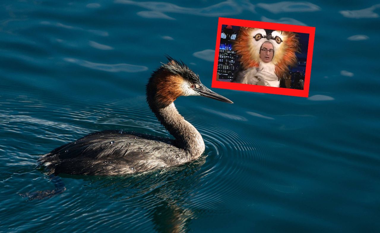 Australasian crested grebe, known as "vomiting grebe," named bird of the century