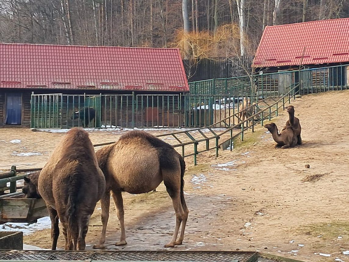Być może w przyszłym roku ta para doczeka się potomka