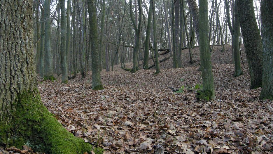 Lasy Państwowe szukają sprawców odpowiedzialnych za wyrzucenie lodówek