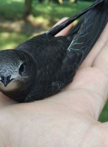 How to safely aid a common swift found on the ground?