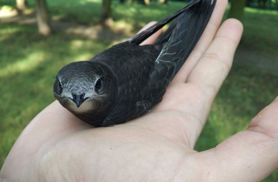 How to safely aid a common swift found on the ground?