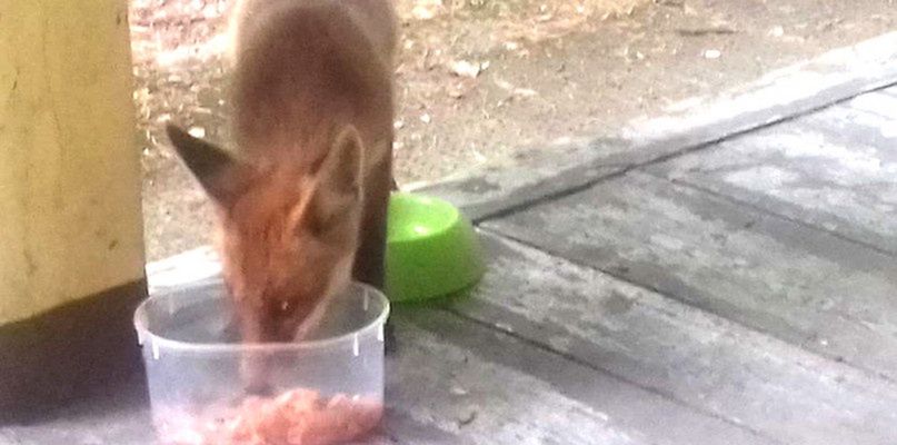 Młody lis atrakcją w szpitalu w Chodzieży