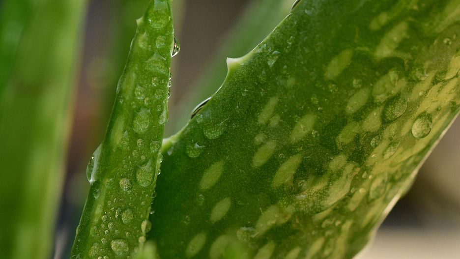 fot.  LATUPEIRISSA z Pixabay