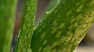 Związki z aloesu pomogą zwalczyć chorobę Alzheimera?