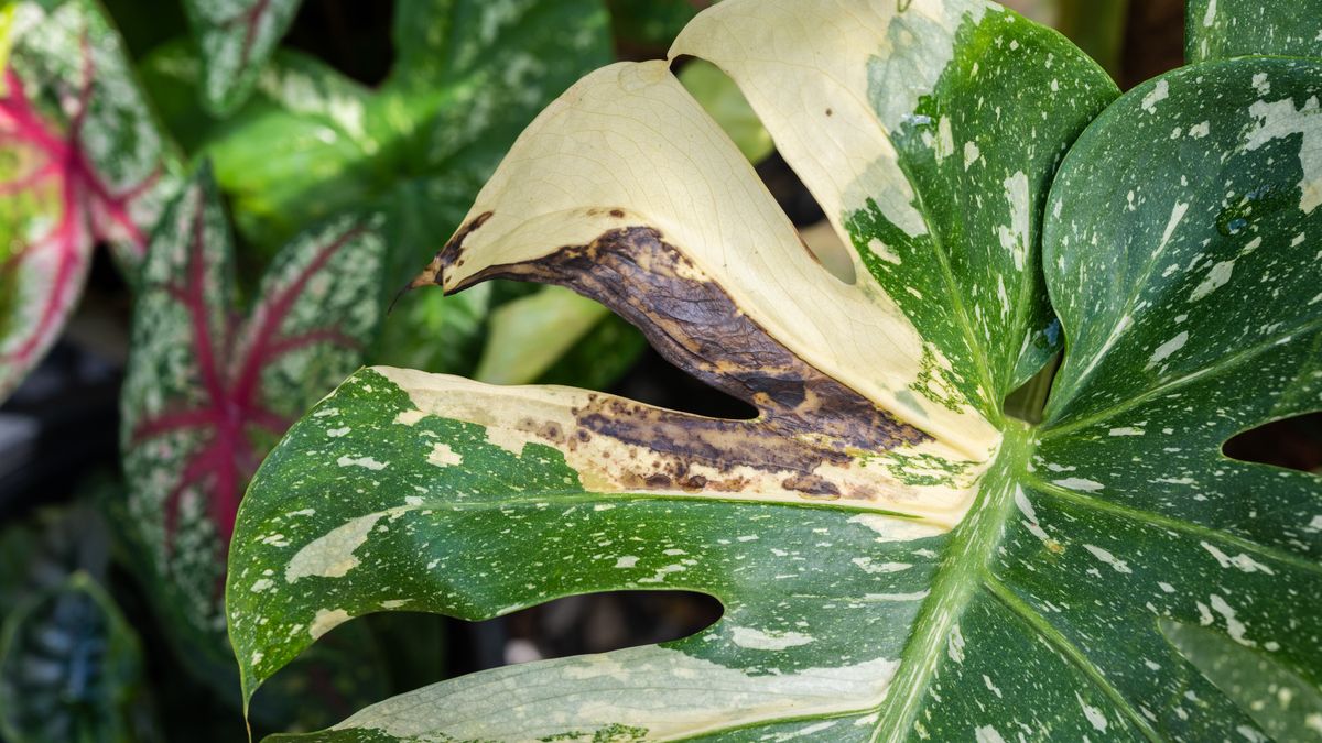 Dlaczego na liściach monstery pojawiają się brązowe plamy?