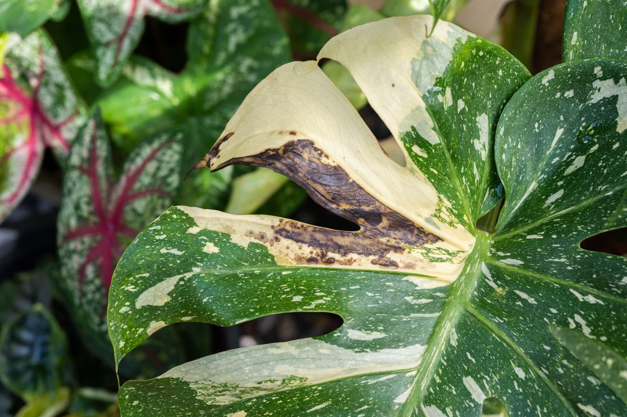 Caring for Monstera: Unlock the secrets to thriving leaves