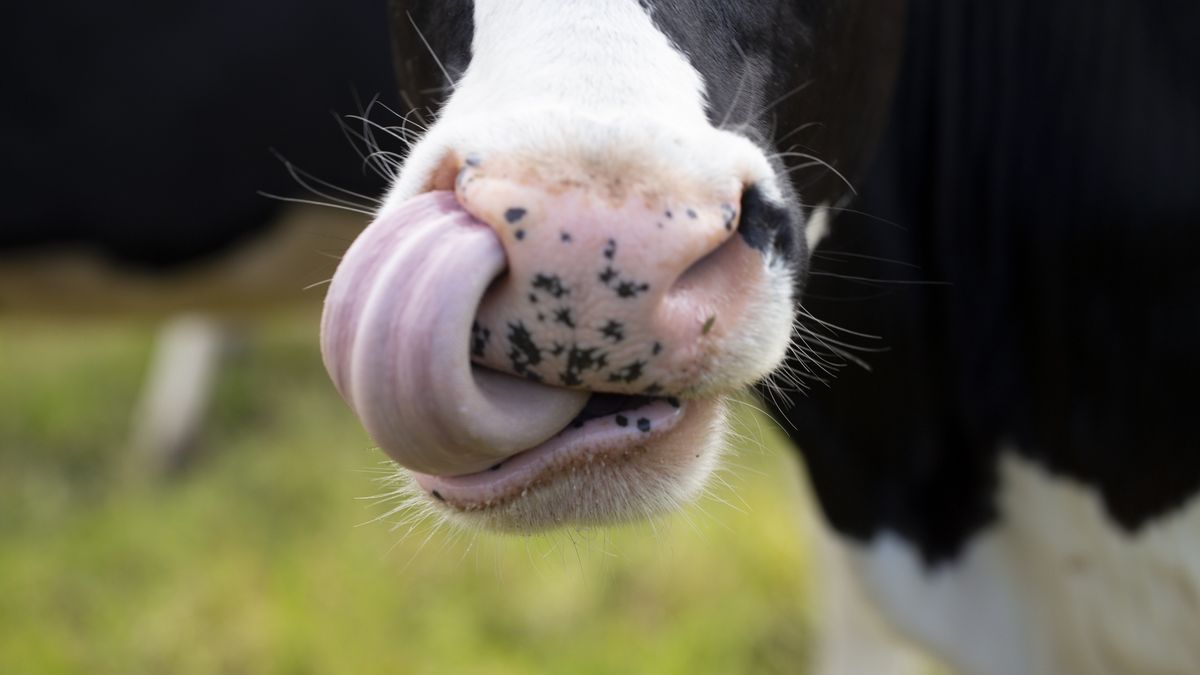 Krowa - zdjęcie poglądowe