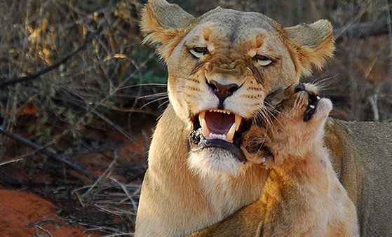 fot. Tswalu Kalahari