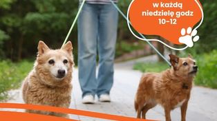 W każdą niedzielę razem dla zwierząt. Płockie schronisko wznawia Pieskoranki