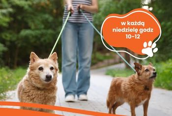 W każdą niedzielę razem dla zwierząt. Płockie schronisko wznawia Pieskoranki