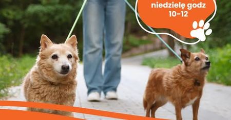 W każdą niedzielę razem dla zwierząt. Płockie schronisko wznawia Pieskoranki