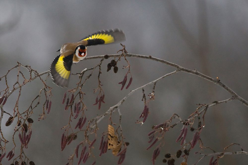 Siena International Photography Awards - Mateusz Piesiak nagrodzony po raz kolejny 5