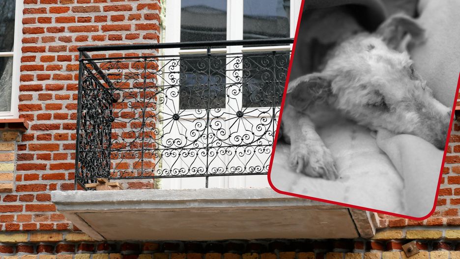 Muniek nie żyje. Kobieta wyrzuciła psa z balkonu