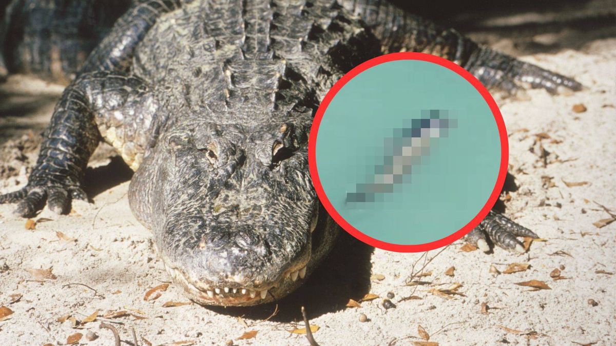 Indonezja: Krokodyl zaatakował mężczyznę. Jest nagranie