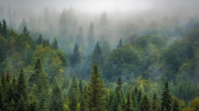 Społeczna straż stanie w obronie lasów. Trwa walka o środowisko naturalne