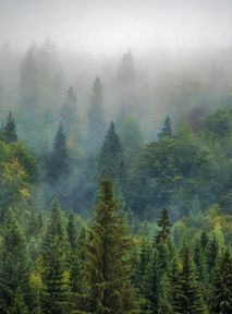 Społeczna straż stanie w obronie lasów. Trwa walka o środowisko naturalne