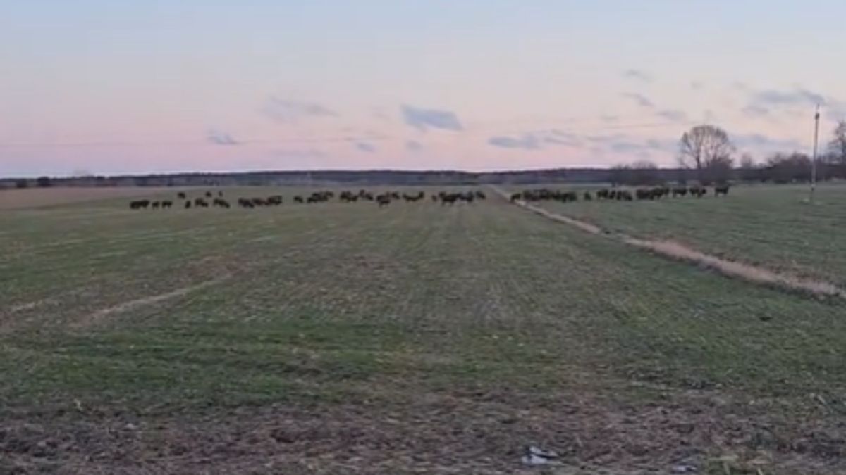 Pokazał stado żubrów.