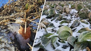 Mróz uwidacznia straty. Ale rolnicy wskazują dużo poważniejszy problem