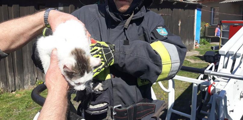 Strażacy uratowali małego kotka